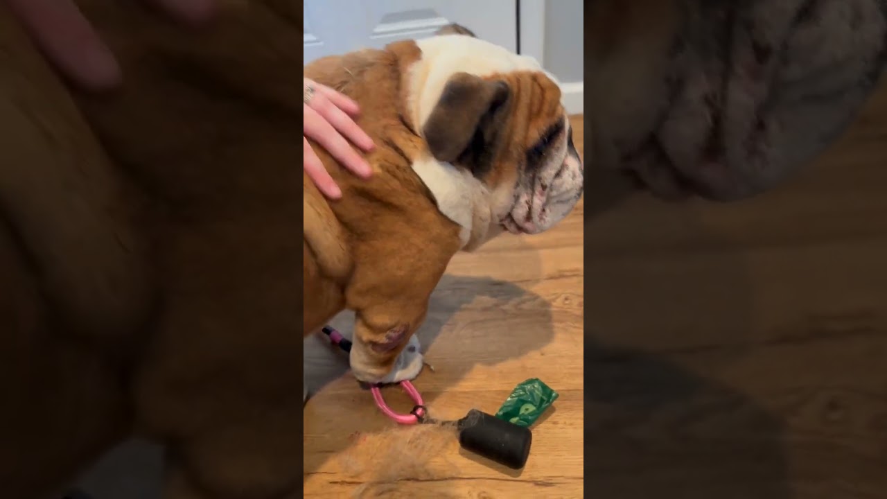 Brick video