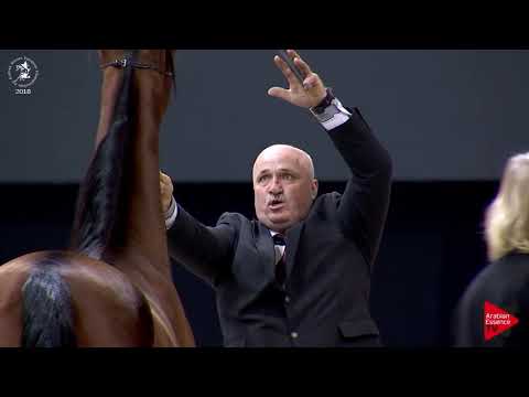 N.28 PARILLUS - Lier 2018 - Yearling Colts (Class 2A)