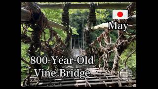 ベストシーズン撮影🇯🇵徳島祖谷のかずら橋.一人旅発達障害asd/adhdの島漫画家
