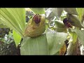 Pollinisation d'une orchidée en Guyane