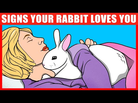 , title : '10 Signs Your Rabbit REALLY Loves You'