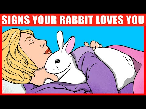 10 Signs Your Rabbit REALLY Loves You