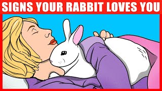 10 Signs Your Rabbit REALLY Loves You