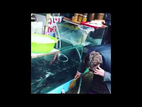 how to clean aquarium - incredible!!!