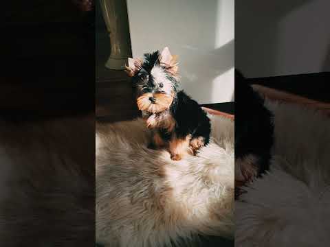 Yorkshire Terrier puppy for sale
