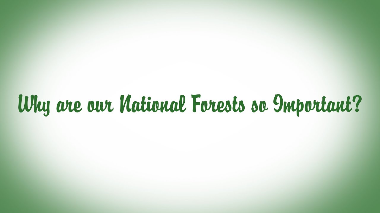 Why are our National Forests so Important?