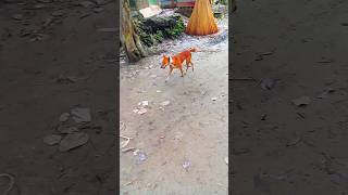 Download lagu dog funny tiktok video, kukur, dogy, kutta halum #viral #animals #shorts #video #fyp mp3