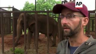 Brazil Opens Latin America's 1st Elephant Refuge