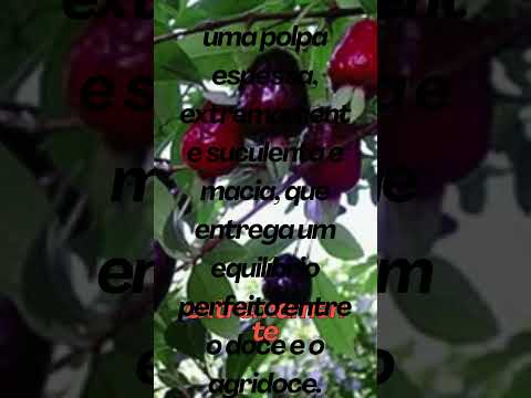 Fruto do brasil   Cereja do cerrado