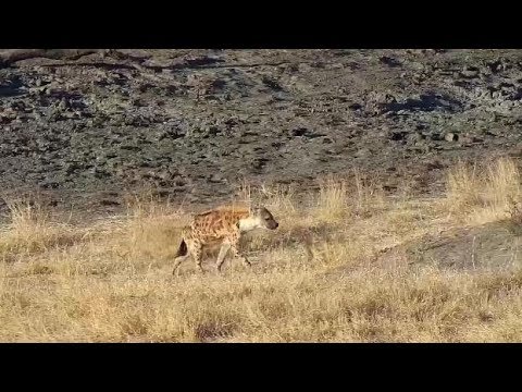 Djuma: Lone Hyena passing through - 16:20 -  07/21/19