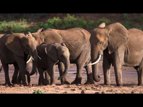 The Essence of the Saruni Safari Experience