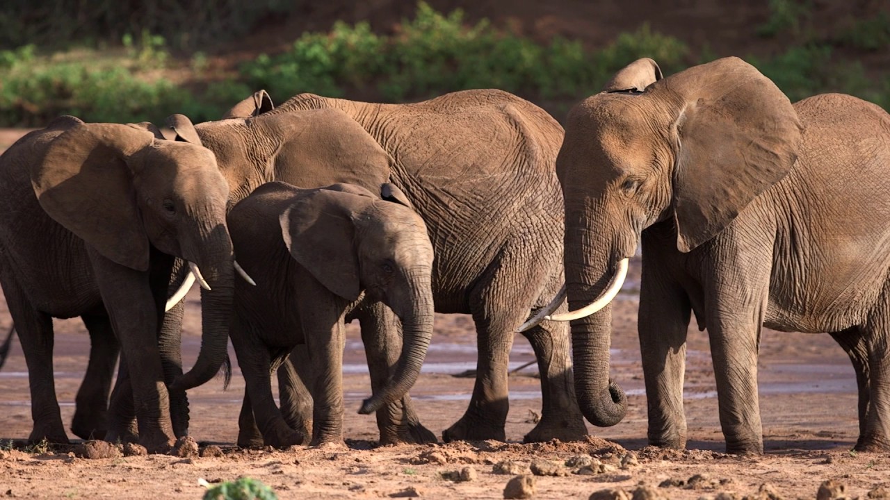 The Essence of the Saruni Safari Experience