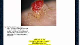 preview picture of video 'Bed Bug Bite Emergency Preparation NJ 732-640-5488 ~ Find Bed Bugs New Jersey Bedroom'