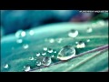 A Shimmer of Leaves - Bernward Koch 
