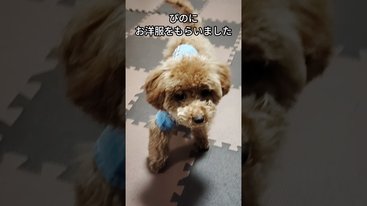 トイプードルのファッションショー（ぴの）#トイプードル#toypoodle #洋服#可愛い#ペット#子犬