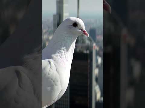 समझदारी ही असली ताकत है ❤👍#kabootar #shikari #samajhdari