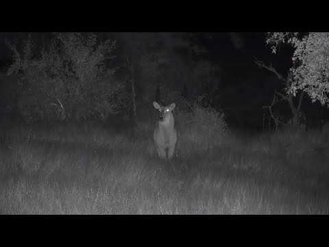 Djuma: Waterbuck bull not afraid of roaring lions! - 01:35 - 06/25/20