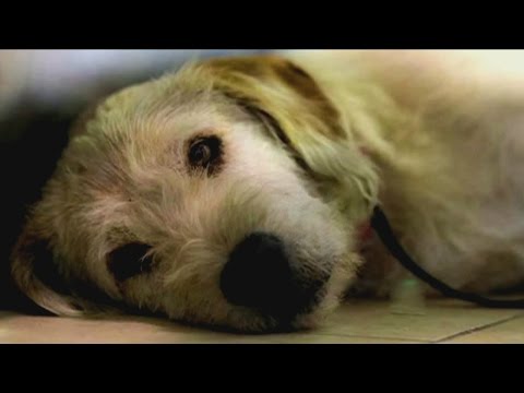 An Ecuadorian dog, 'Arthur,' rises to fame on social media for his loyalty.