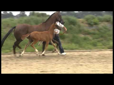 21. Famous (Sir Donnerhall x Jazz)