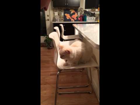 Sun Tzu starts to learn basic tricks