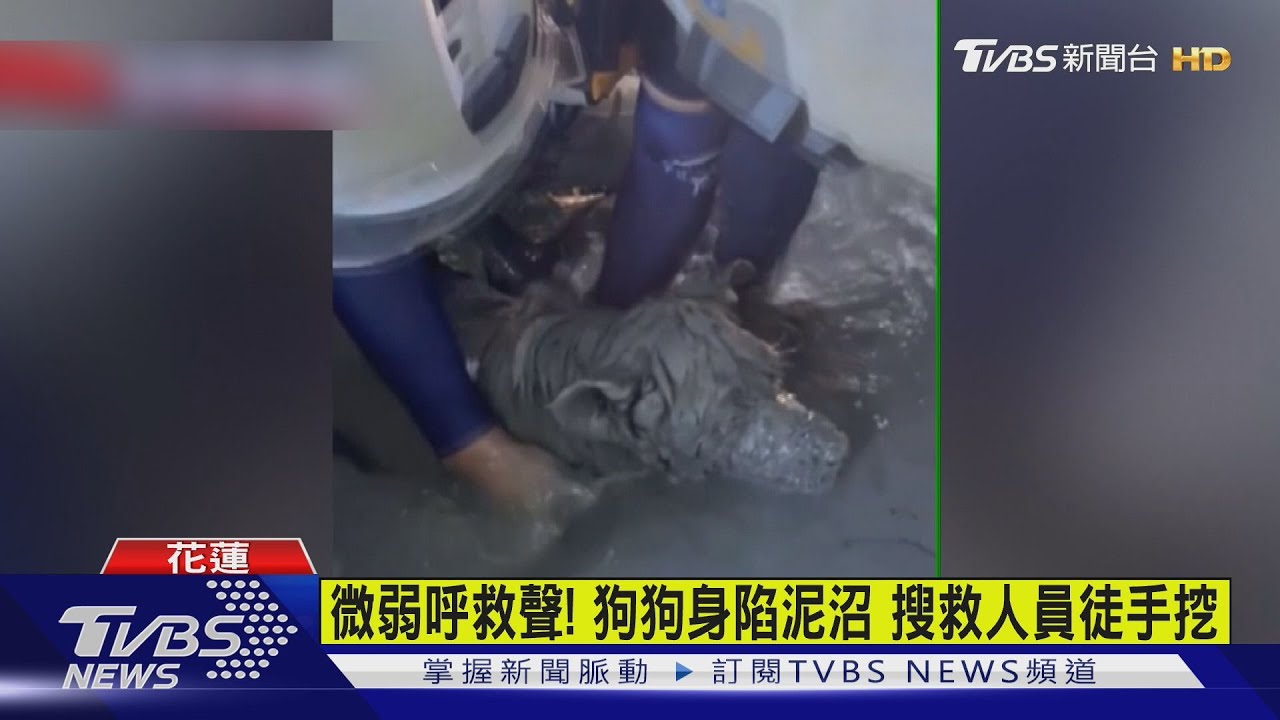差點滅頂！花蓮光復「狗狗陷爛泥」　高雄特搜助4人4犬脫困