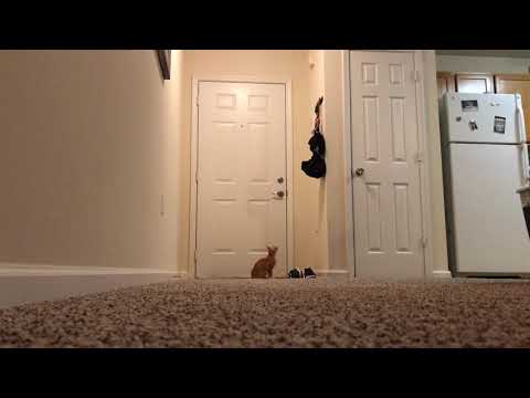 What Happens When Our Kitten is Home Alone?