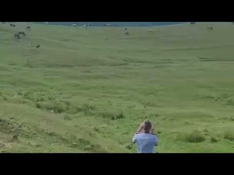 Tăuraș omorât de urs, în Titești, Vâlcea  - 11 iulie 2022