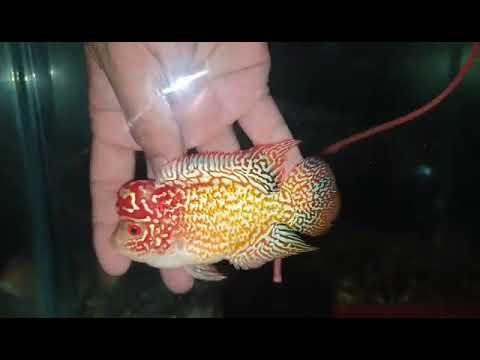 No.4 FD male for sale each or take all 10 items