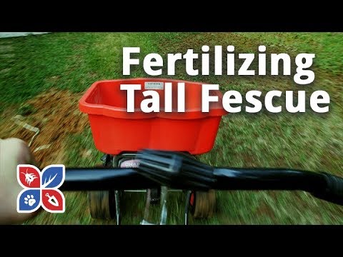  Do My Own Lawn Care - Fertilizing Tall Fescue Grass Video 