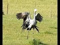 Call of the Blue Crane - Filmed by Greg Morgan