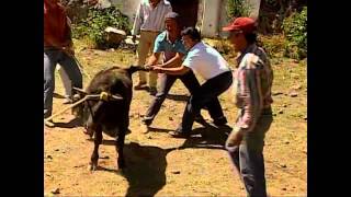 EL CAMPO BRAVO   OMAR BOLAÑOS