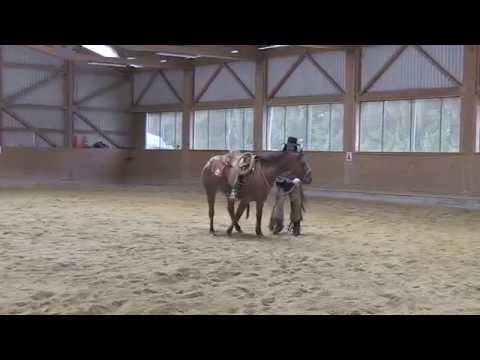 download lagu mp3 mp4 Appaloosa Verkaufen, download lagu Appaloosa Verkaufen gratis, unduh video klip Appaloosa Verkaufen