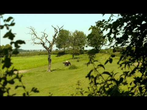 Leef Is Mie Land - Carboon
