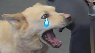 Everyone's Mean To Benson