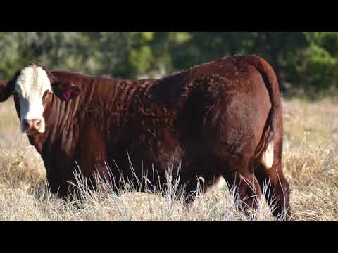 Issac Well Station property video