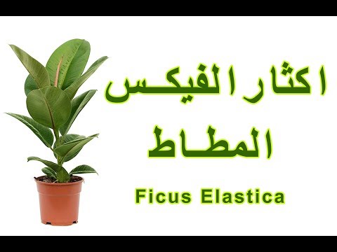, title : 'إكثار  الفيكس المطاط (Ficus Elastica)'