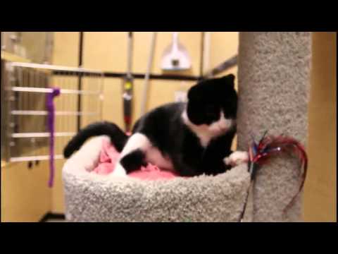 Buster (Video Preview), an adopted Domestic Short Hair in Cambridge, MA_image-1