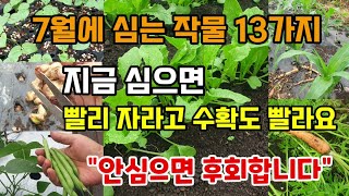 7월에 심는 추천작물13가지 지금심으면 잘자라고 수확도빨라요 안심으면후회합니다.