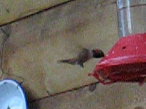 Chuckie, the orange hummingbird