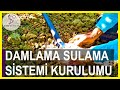 DAMLAMA SULAMA SİSTEMİ NASIL KURULUR? | DAMLAMA NASIL DÖŞENİR? | DAMLAMA HORTUMU NASIL SERİLİR?