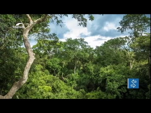 CMMC avalia políticas de preservação para a Amazônia 