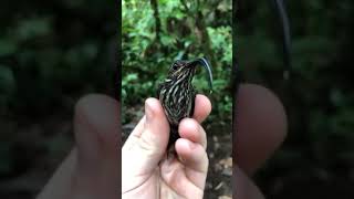Download lagu anakan burung pengisap madu mp3