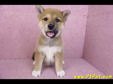 11/08赤色柴犬母幼犬(屏東九如)