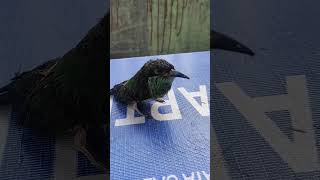 Download lagu burung kirik kirik senja mp3