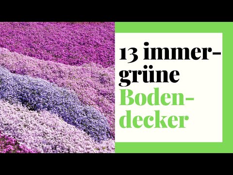 13 evergreen ground covers - The most beautiful varieties for your garden