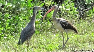 InterSpecies Bird Friendships