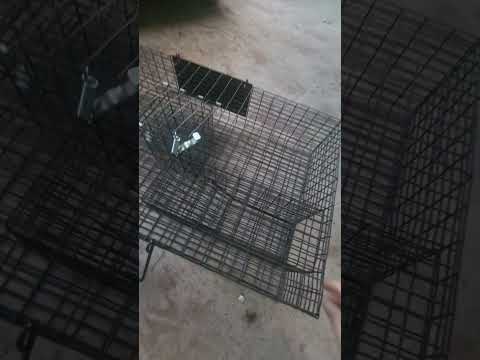 Why the Squirrelinator