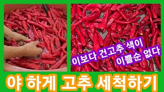 고추세척 야하게두 하네 건고추 색도 이보다 이쁠순 없다~전원일기,인간극장,사노라면,