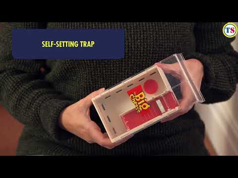 The Big Cheese Poison-Free Mousse Trap | Toolstation