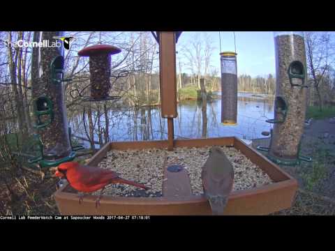 Male Cardinal Feeds Female on Cornell Lab FeederWatch Cam – Apr. 24, 2017
